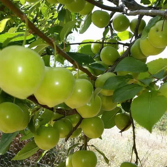 Bibit Tanaman Buah Plum Hijau/Green Plum Australia I1N