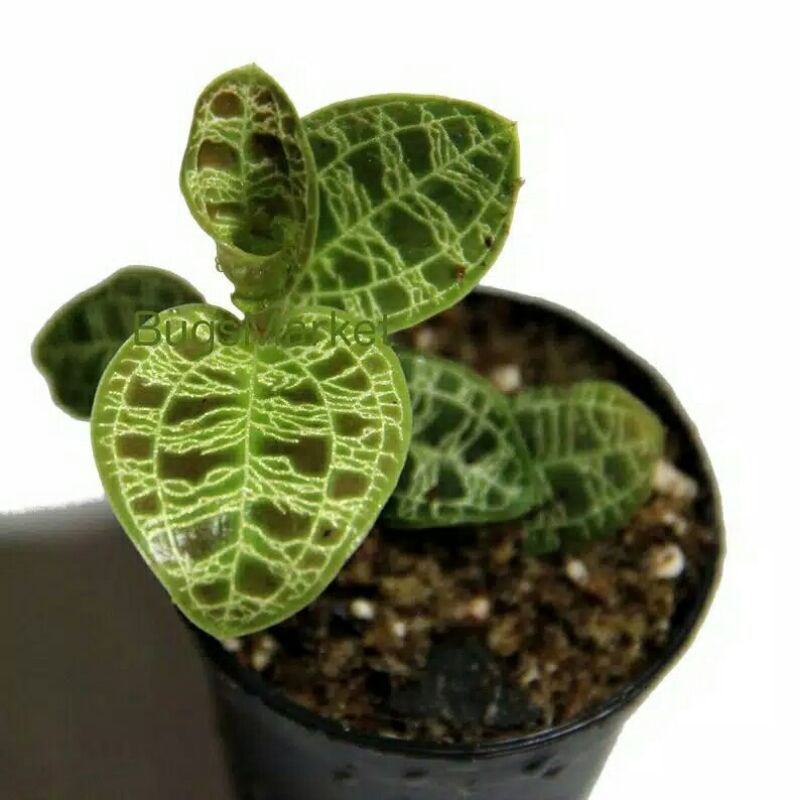 tanaman hias jewel orchid macodes Petola-JEWEL ORCHID MACODES PETOLA TANAMAN HIAS PROMO
