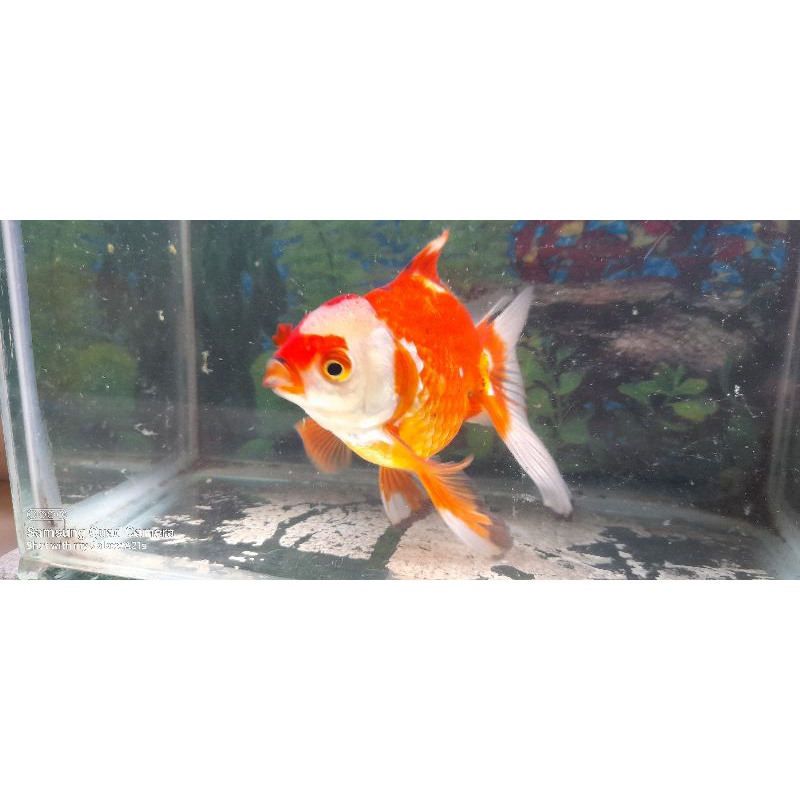 ikan oranda 3 color uk 15cm