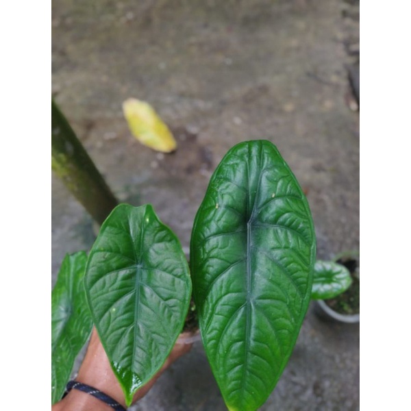 alocasia puncak borneo rawatan