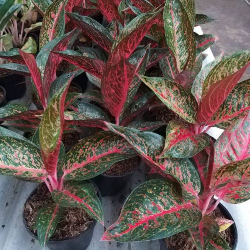 Aglonema Tiara Anakan/baby