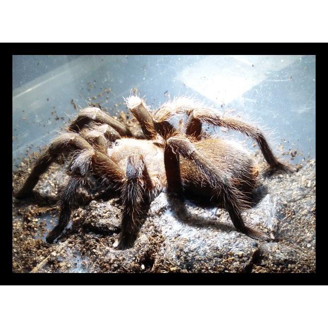 Tarantula Selenocosmia Javanensis Adult 7 - 9Cm Promo 