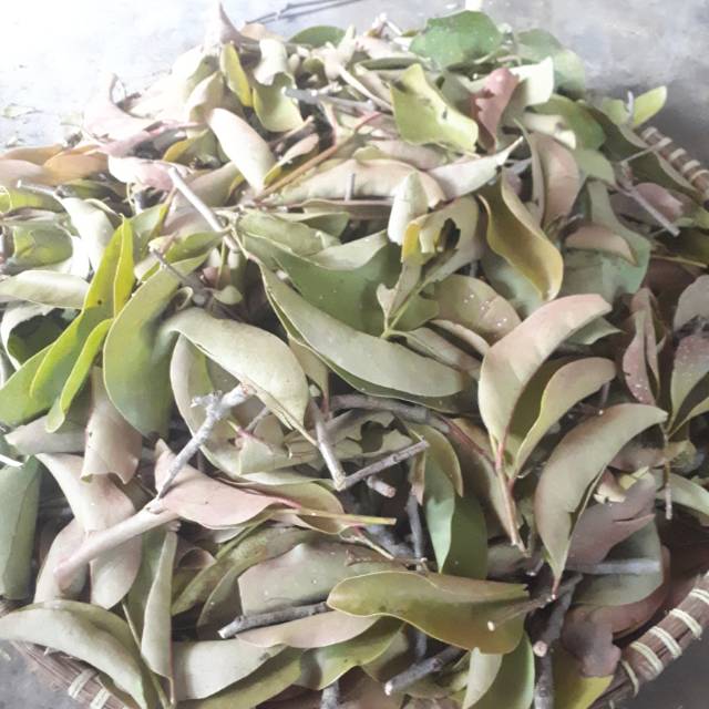 

Benalu Segar Jeruk Nipis - Benalu Petik Order Kemasan 500 Grm