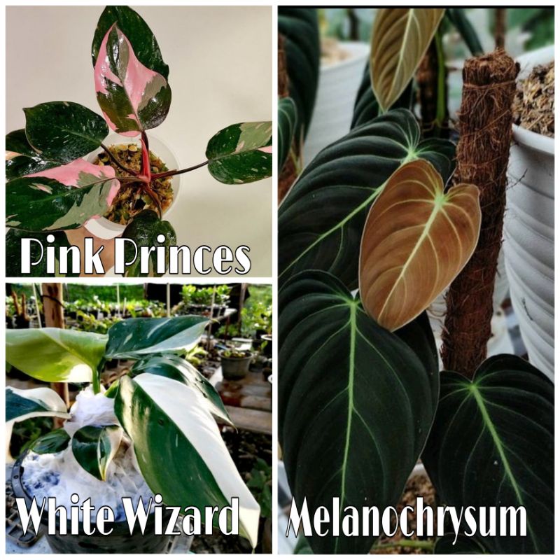 NEW PAKET CERIA bibit bonggol Pink Princes, White Wizard, melanochrysum