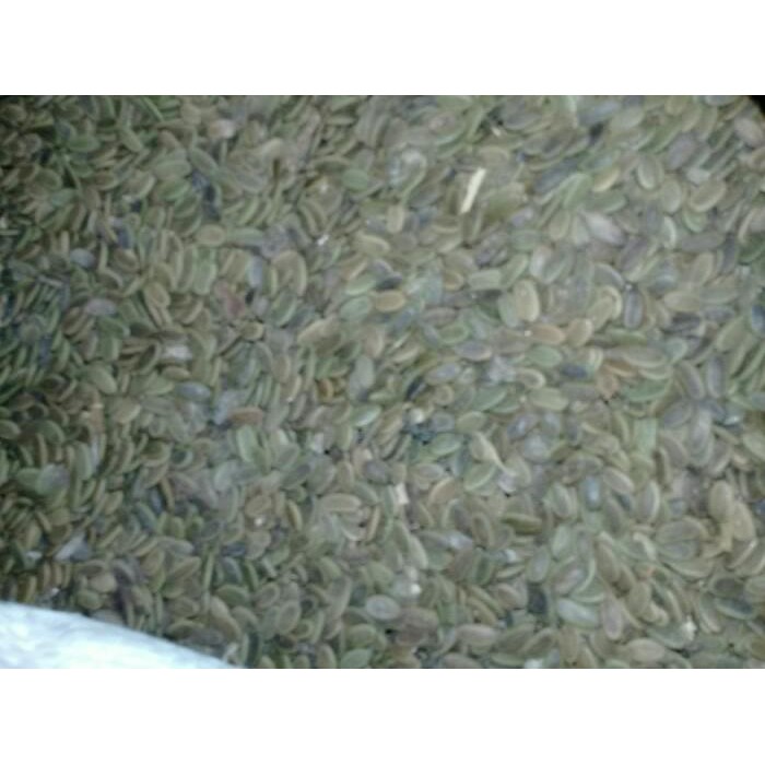 benih biji sengon laut