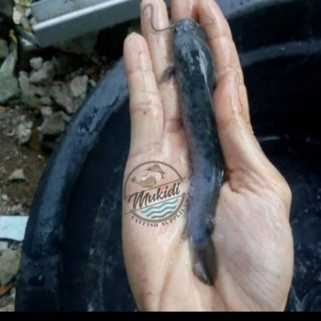 Bibit ikan lele sangkuriang size 10-11 cm