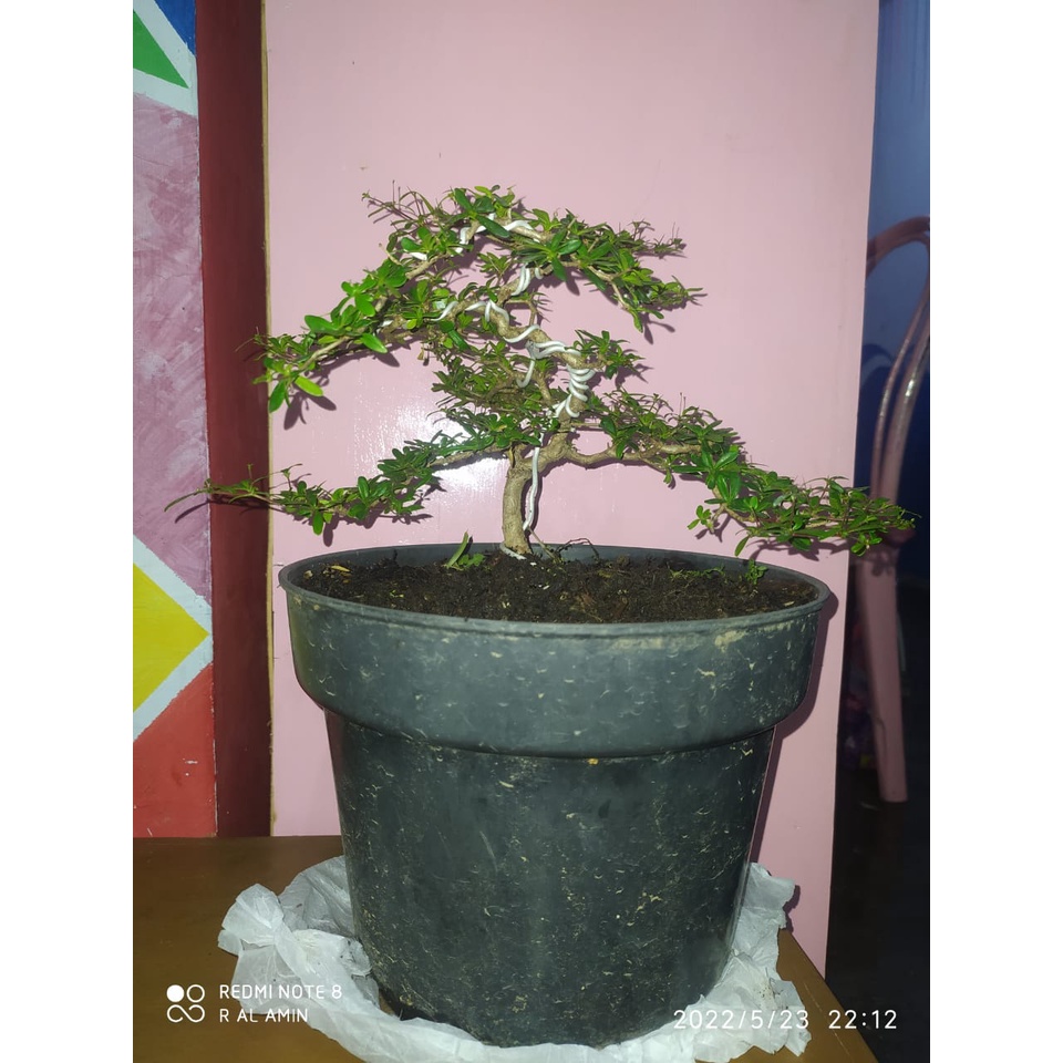 BONSAI BLACK OLIVE