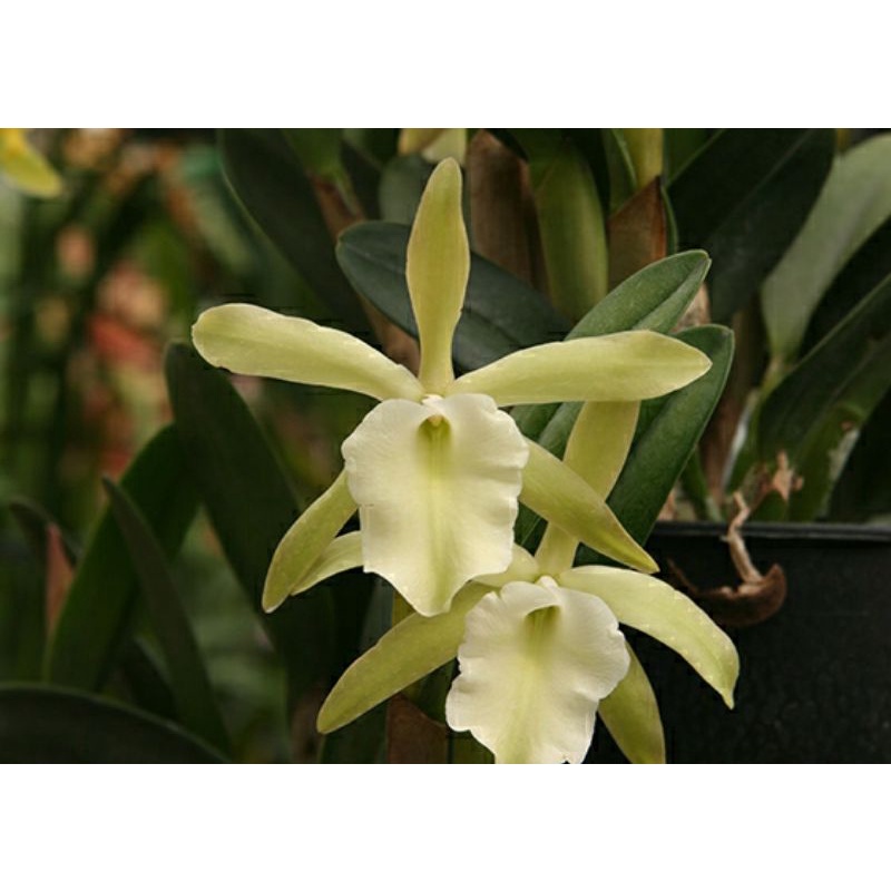 Anggrek Brassavola Glauca