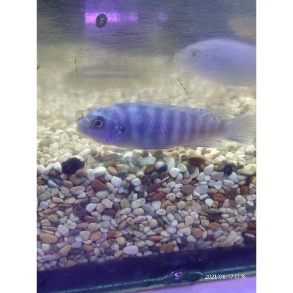 Jual Ikan Hias Cichlid Lambordi Size L Shopee Indonesia