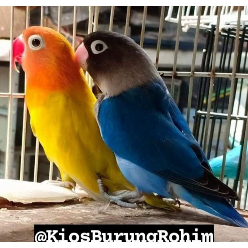 burung lovebird sepasang mangsi x paskun