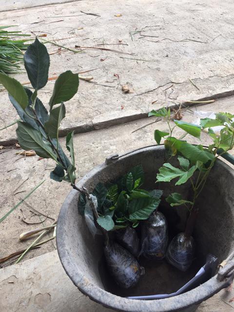 Tanaman Anggur Merah