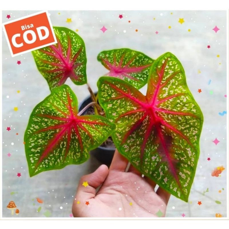 CALADIUM, CALADIUM BICOLOR, CALADIUM REDFLASH
