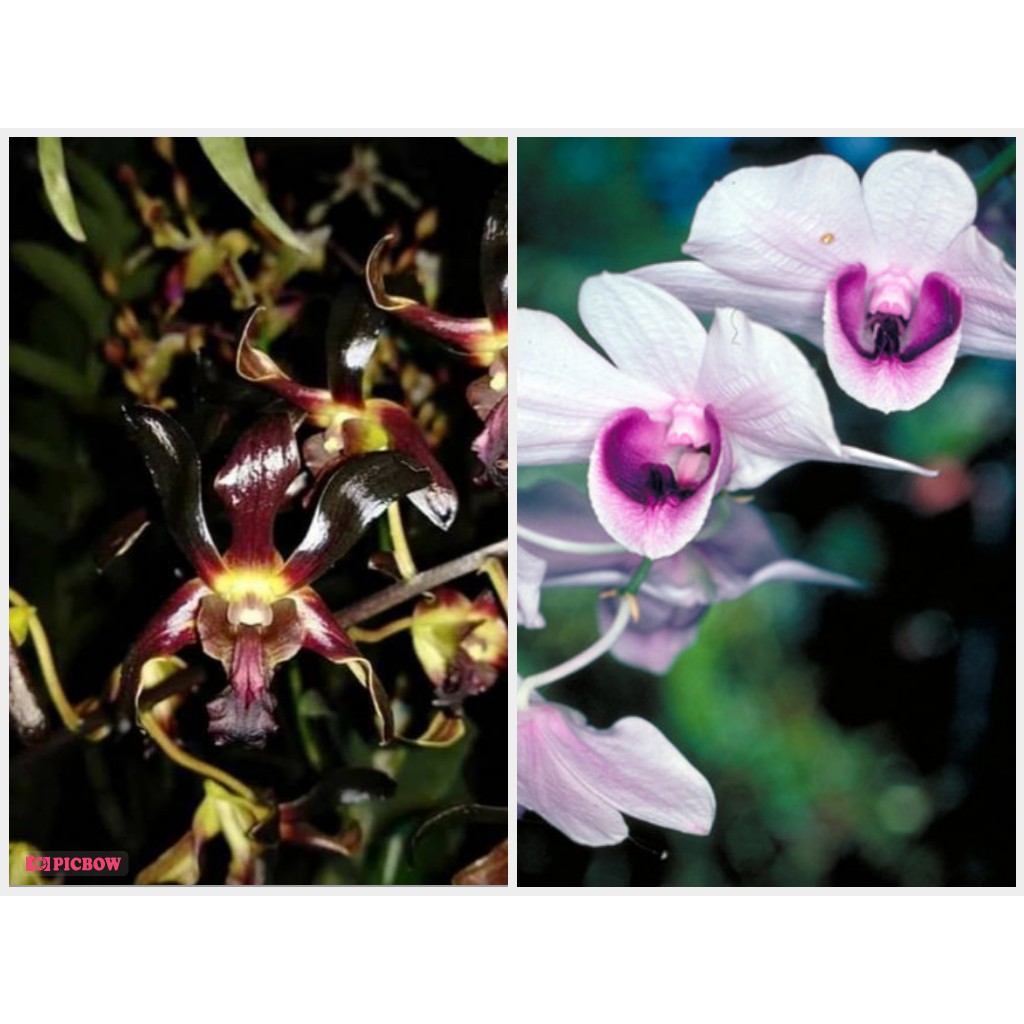Seedling Anggrek Dendrobium Black Spider x Williamsum