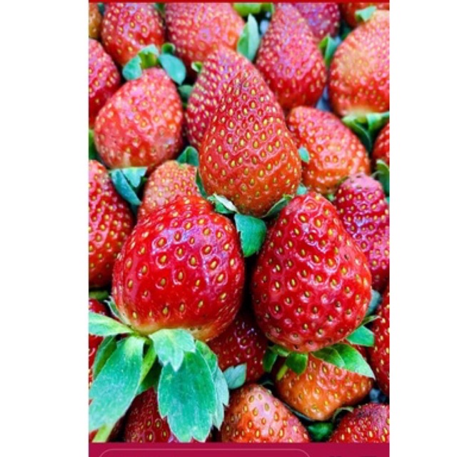 

Buah Strawberry 250gr