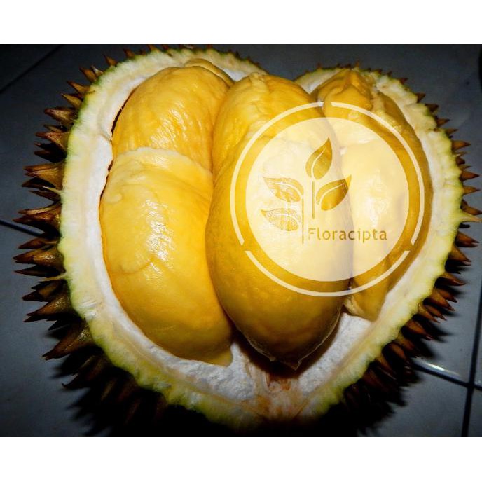 Bibit Pohon Durian Bawor Mas Kaki Tiga / Pohon Duren Kaki Tiga