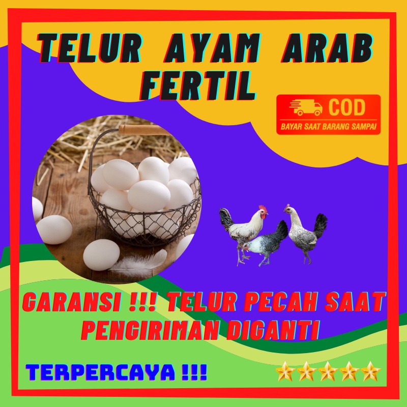 TELUR FERTIL AYAM ARAB | BISA MENETAS