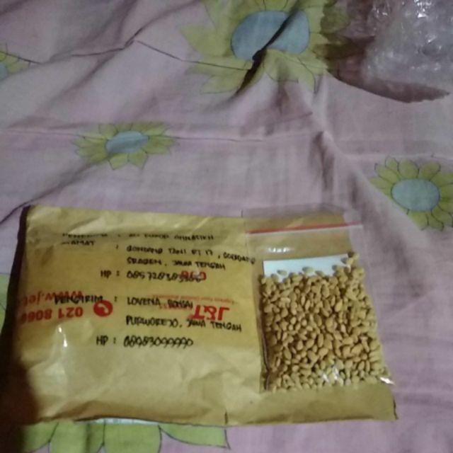 Berisi 500 Biji Benih Bonsai Kawista Batu / Kawista Kerikil Siap Semai