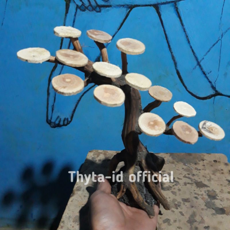 bonsai tingkai aquascape belum pakai mos