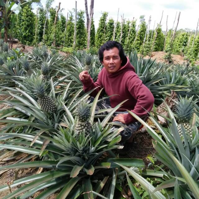 

Nanas bangka belitung