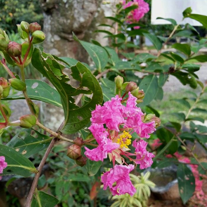 Bibit bunga sakura lokal