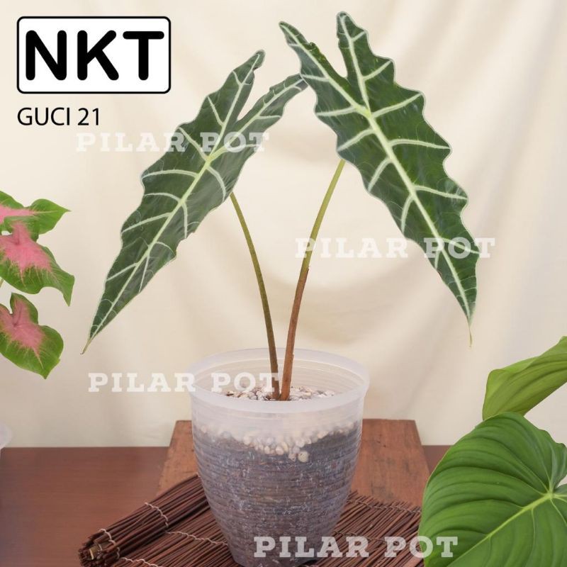 Pot Bunga Tanaman Plastik Nkt Lebah Tinggi 21 Bening Transparan - NKT CYCAS GUCI 21 BENING