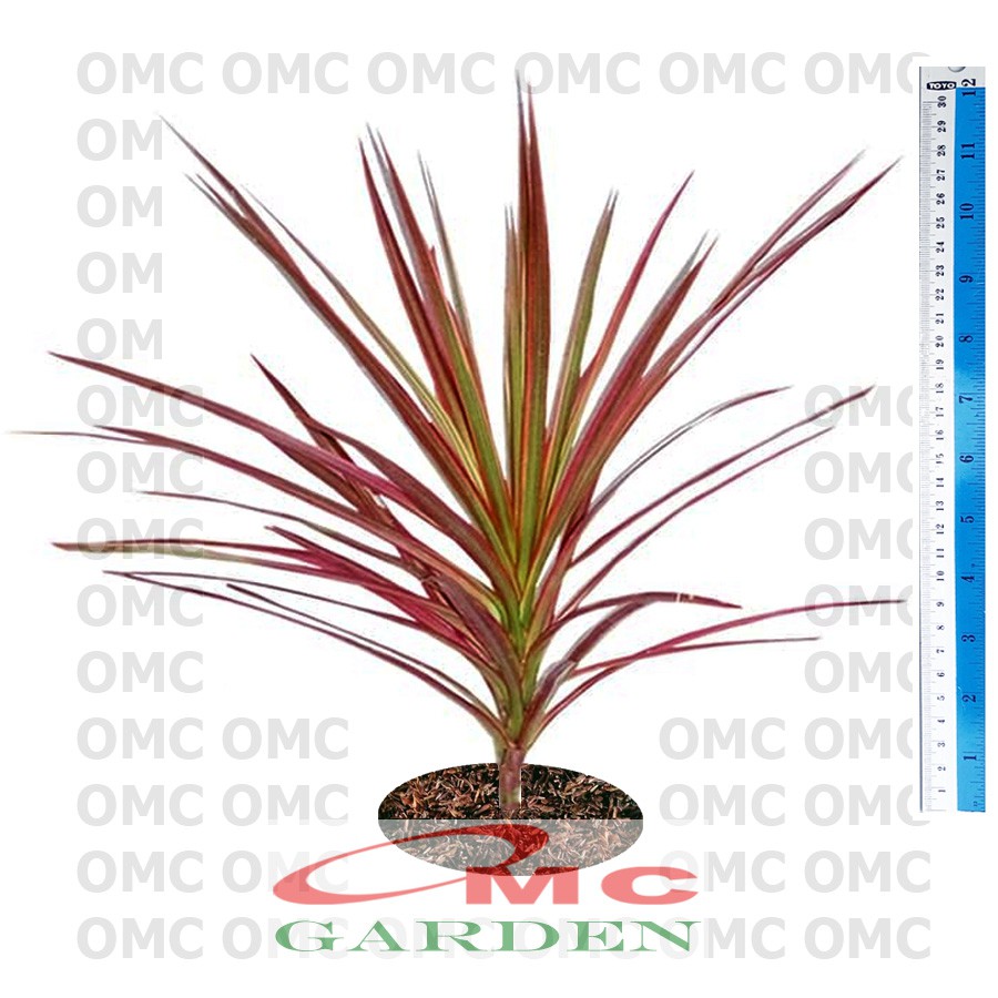 Tanaman Hias Dracaena Dracena Marginata Dragon Tree Tricolor Tri Color Merah Kuning Hijau Putih