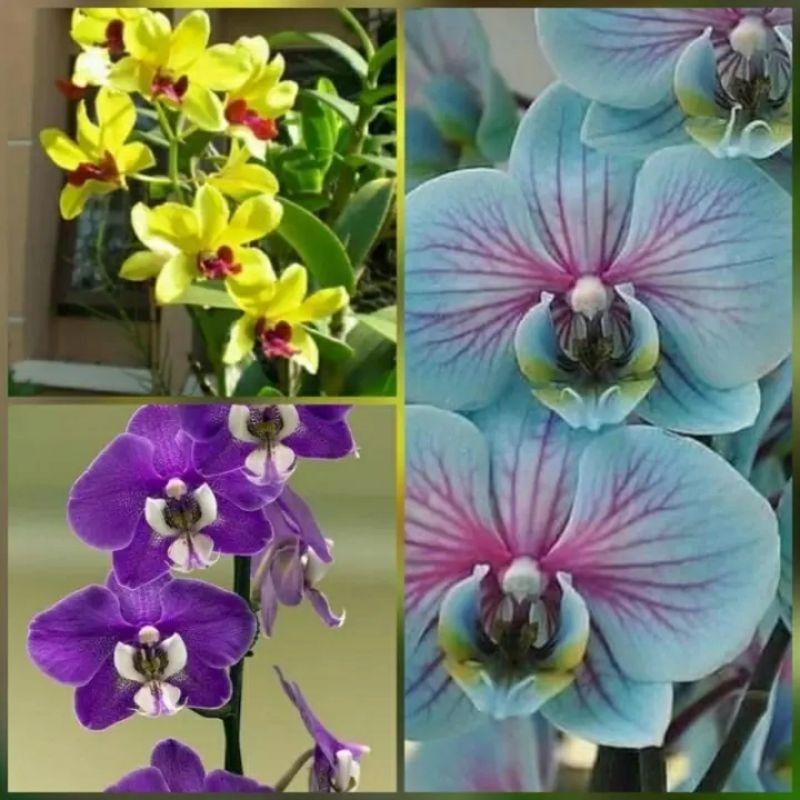 paket 3 anggrek dendro tricolor - Tanaman Hidup-Bunga Hidup Murah -Bunga Anggrek Hias