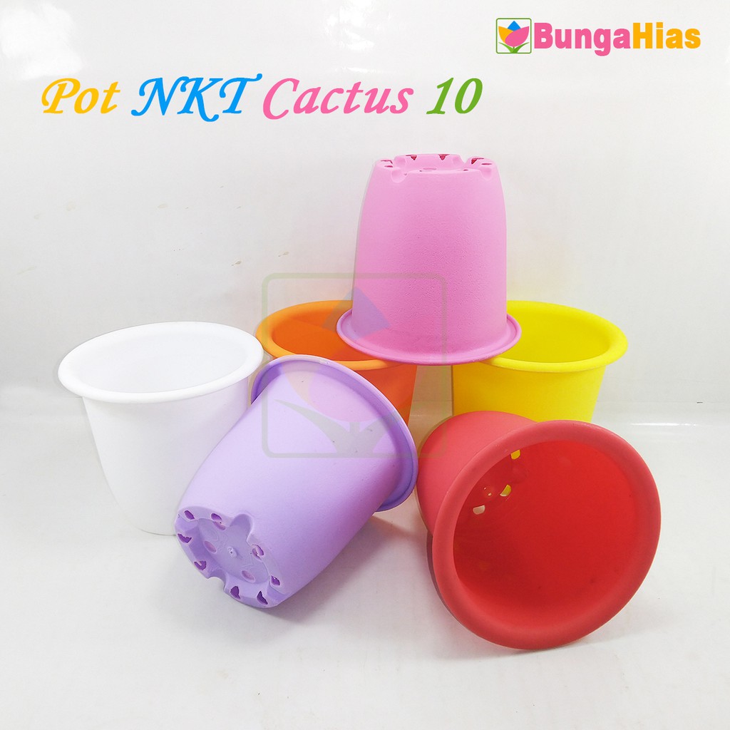  Pot  NKT  Cactus 10 Tanaman Bunga Hias Kaktus Sukulen Mini 