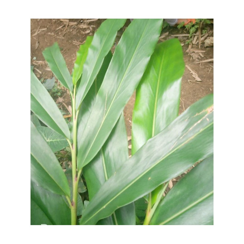 

RB22 Daun Walang Rempah Segar 500 Grm Untuk Masak