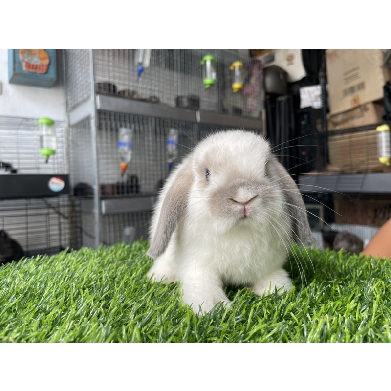Kelinci Holland Lop-Jantan