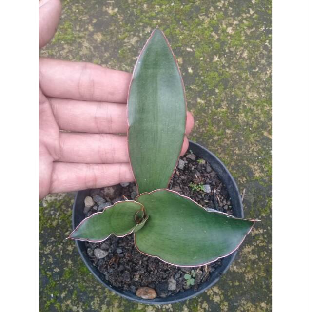 Sanseivera "Mazares"