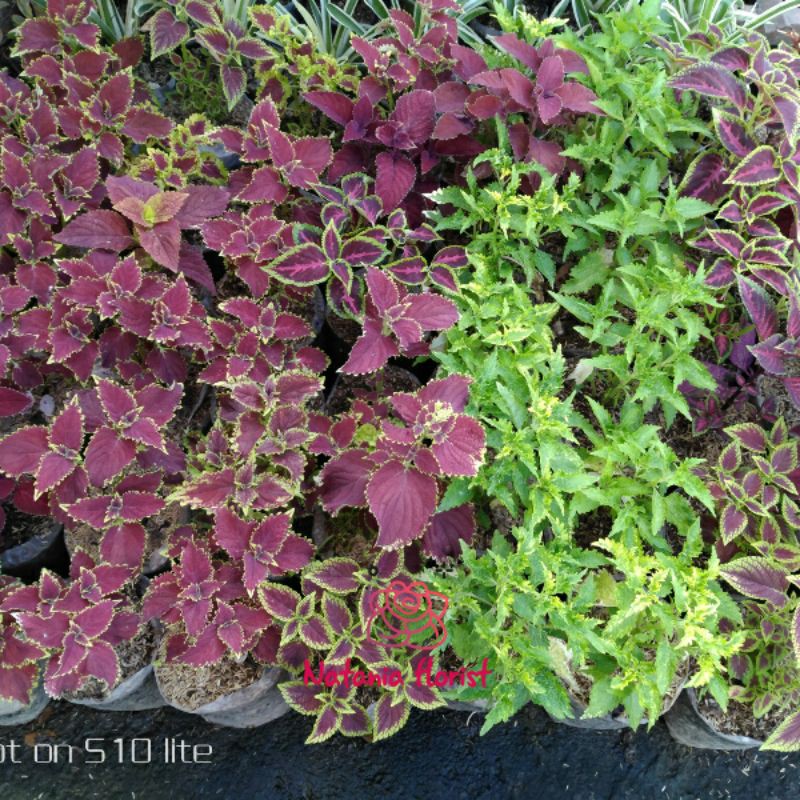 Tanaman Hias Miana /jawer kotok