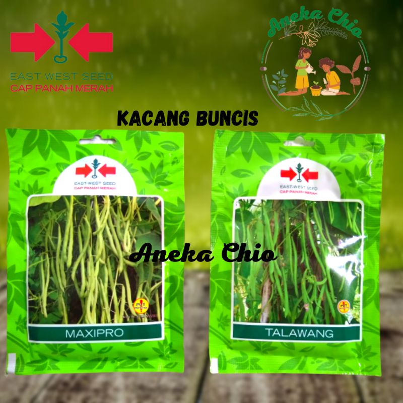 Bibit sayur kacang buncis panah merah