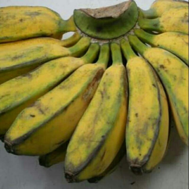 

Pisang Gepok Kuning 1 Sisir