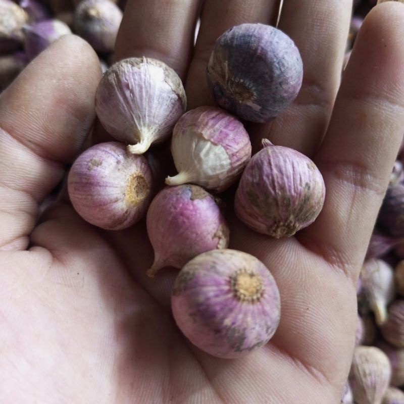 

bawang puting tunggal lanang Kecil (1kg)
