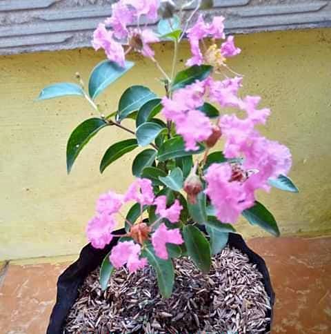 Tanaman Hias Hidup Bunga Sakura Pink Bungur Lokal Bibit COD