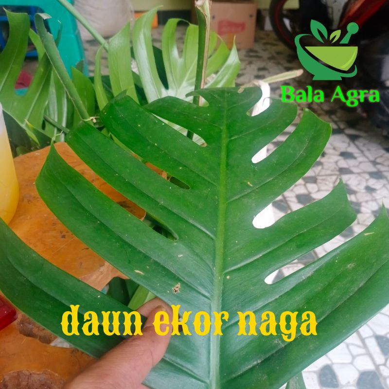 

daun ekor naga segar 500gr