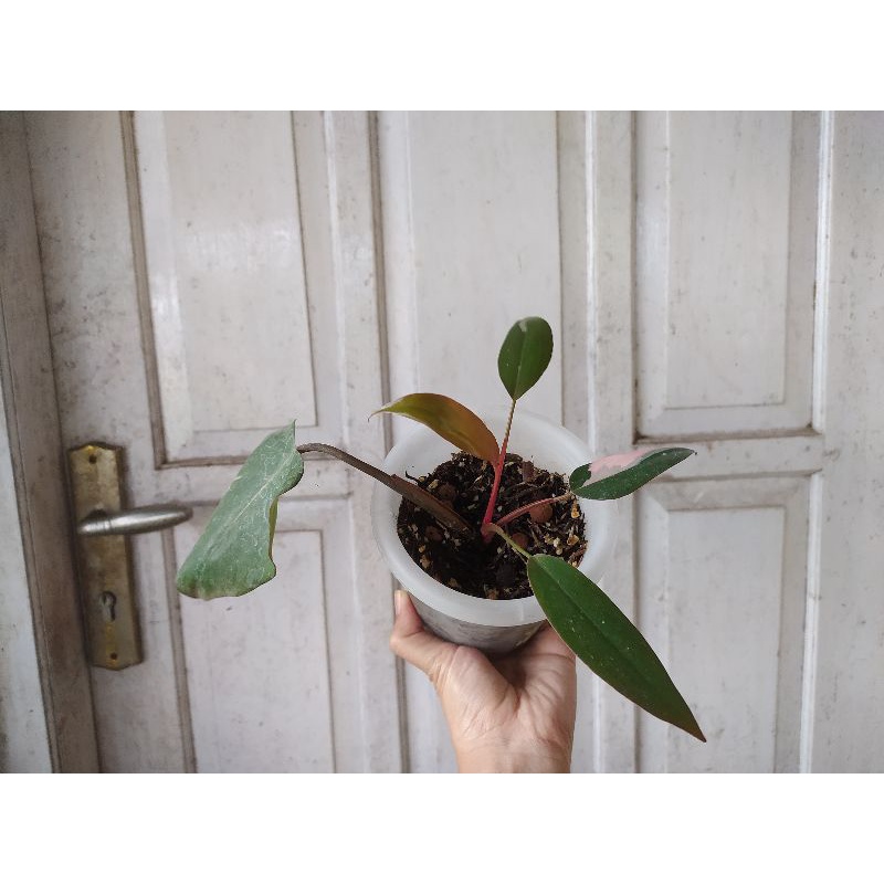 philodendron pink princess tanaman philo pink princess