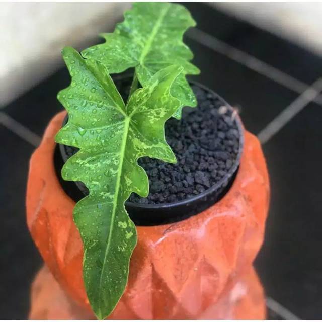 Philodendron golden dragon lime fiddle philo dragon philodendron golden dragon