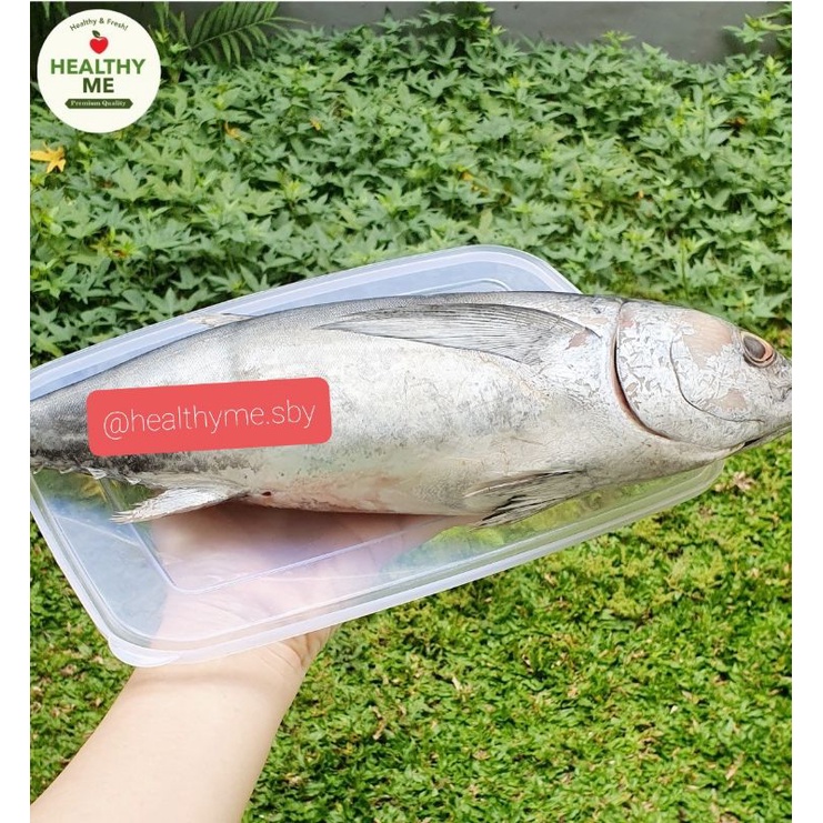 

IKAN TONGKOL/BANDENG CABUT DURI SEGAR (BUKAN FROZEN!) 1 KG KIRIM H+1