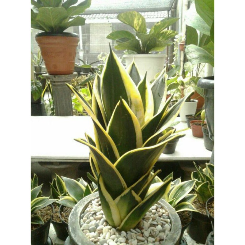 sansevieria pagoda sansivera mini