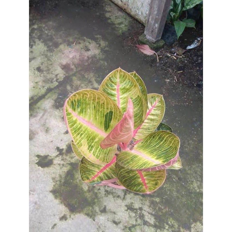 aglonema goliath anakan aglonema