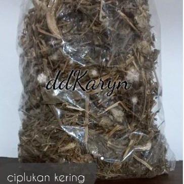 

Flash Sale 1 kg 1kilo 1000gr Ciplukan kering / cecenet kering !