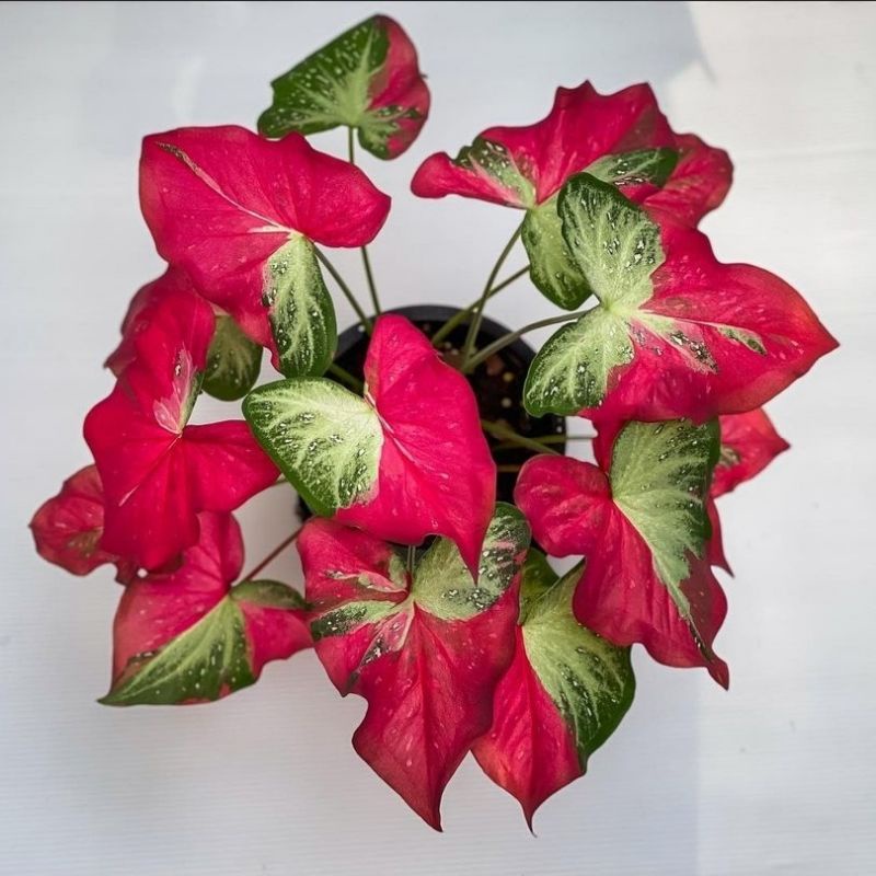 Caladium Shycool Bibit