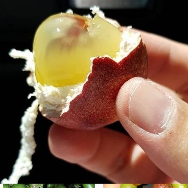 Bibit Buah Matoa Merah /Tanaman Buah Matoa siap Tanam