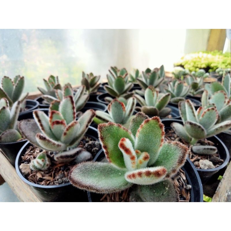 Sukulen Kalanchoe Tomentosa