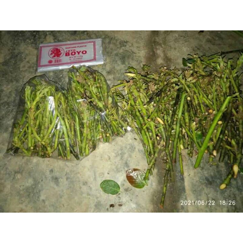 Entres alpukat miki valid