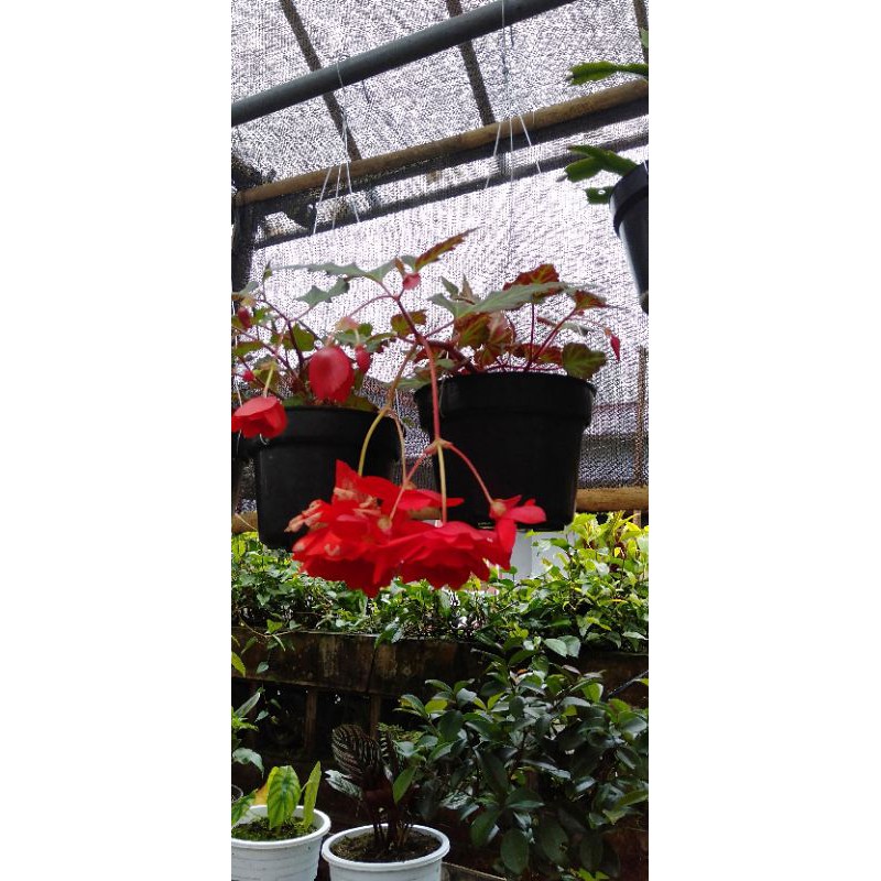 begonia mawar