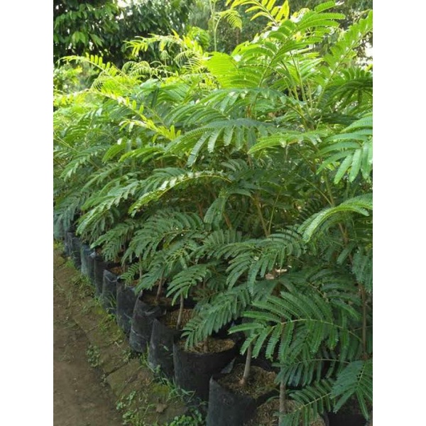 Bibit Petai Jumbo_Batang Besar