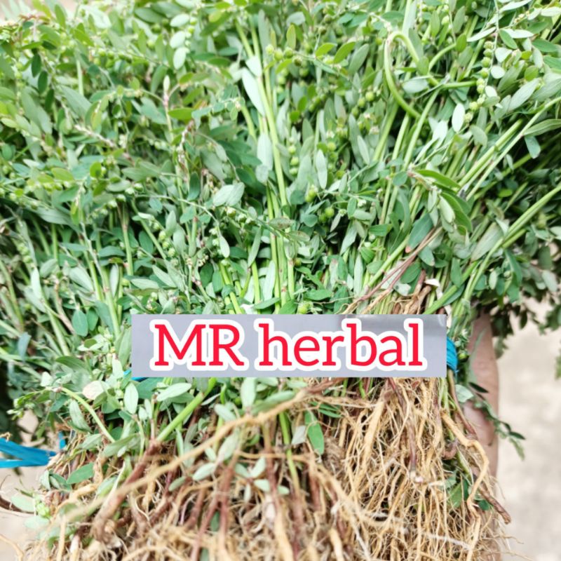 

Jual daun dan akar meniran segar per 250 gram